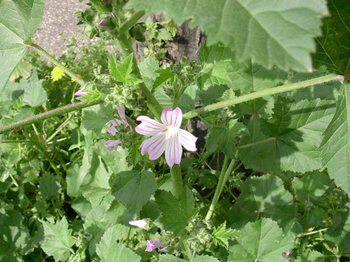 Malva multiflora (=Lavatera cretica) & Ophrys garganica