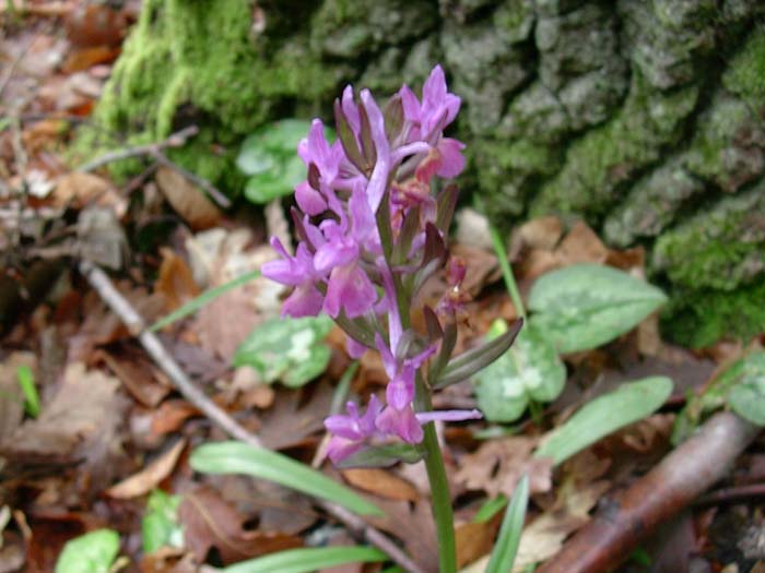 Dactylorhiza romana, Cephalanthera longifolia