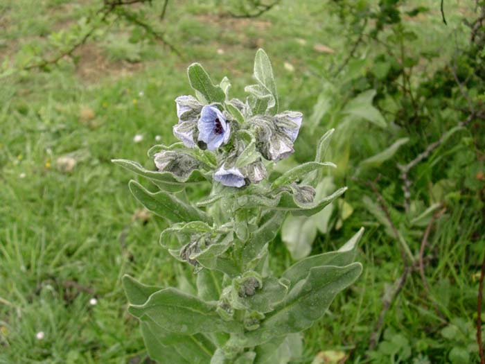 Cynoglossum creticum e altre piante