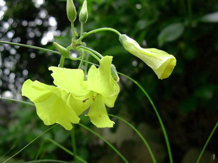 Oxalis pes-caprae / Acetosella gialla