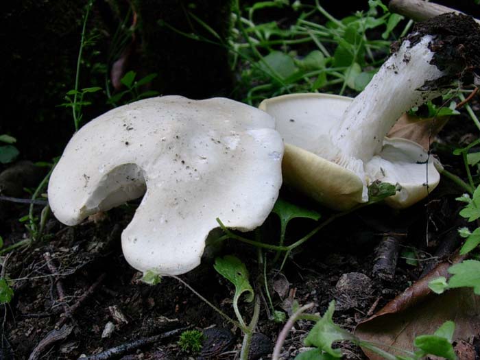 Calocybe gambosa