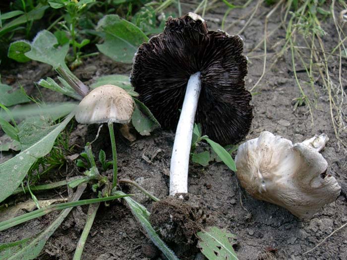 Calocybe gambosa