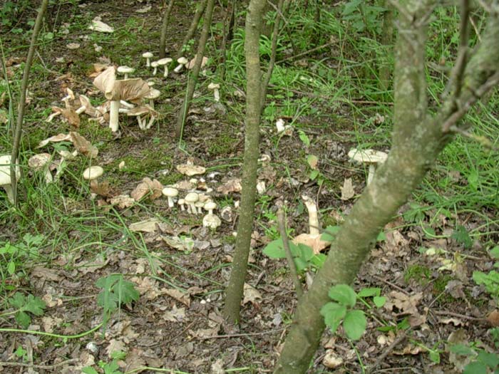 Calocybe gambosa