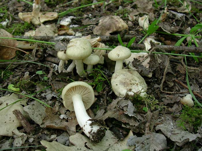 Calocybe gambosa