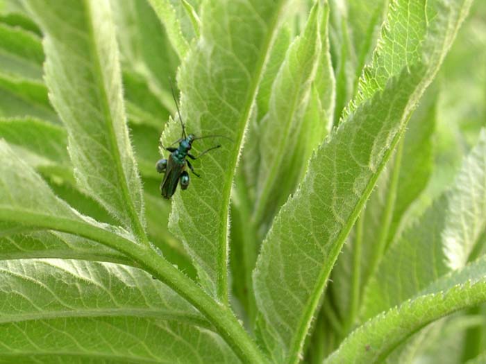 Oedemera nobilis, Malacosoma sp.