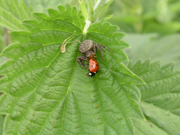 Xysticus sp.