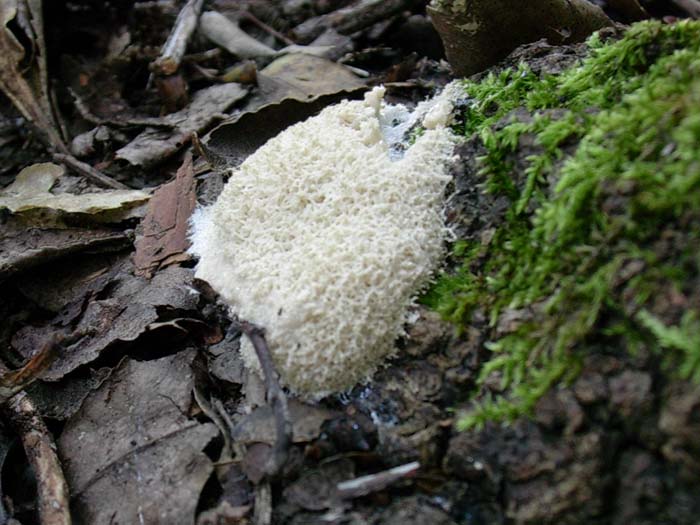 Fuligo sp.