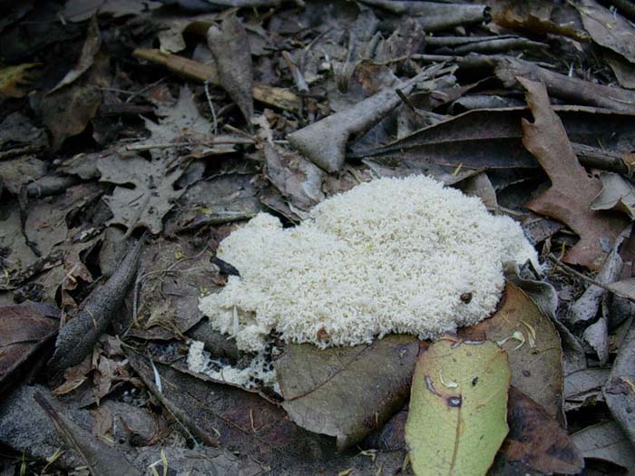 Fuligo sp.