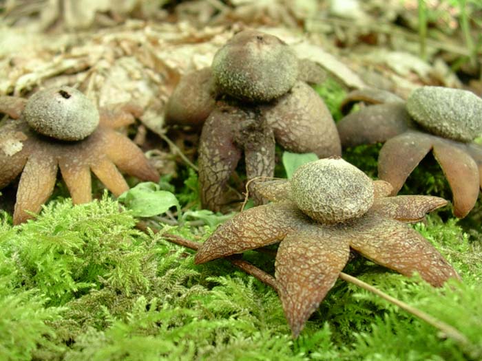 Astraeus hygrometricus