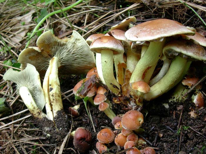 Collybia?? Viterbo bosco misto 11.05.06