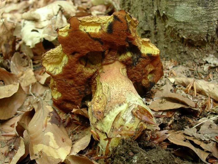 Allumiere (RM) sotto latifoglia 12.05.06