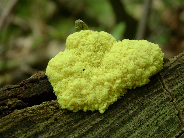 Fuligo septica