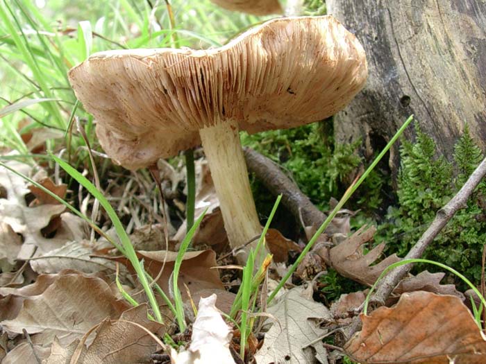 Pluteus cervinus