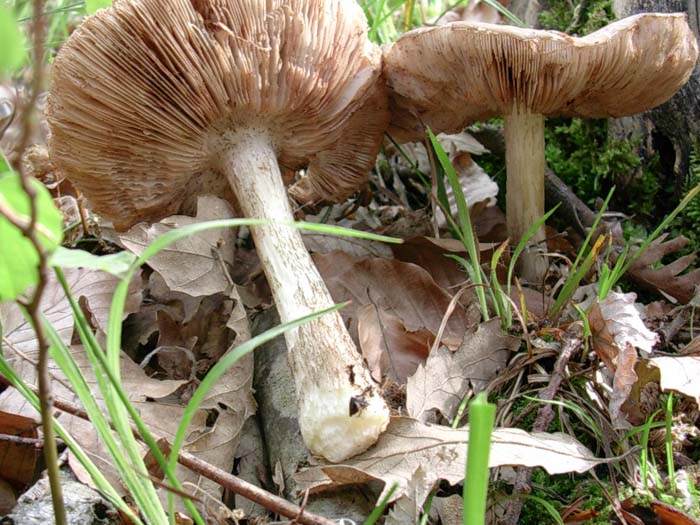 Pluteus cervinus