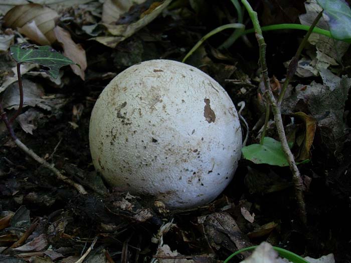 primordio di Phallus impudicus 14.05.06 Allumiere