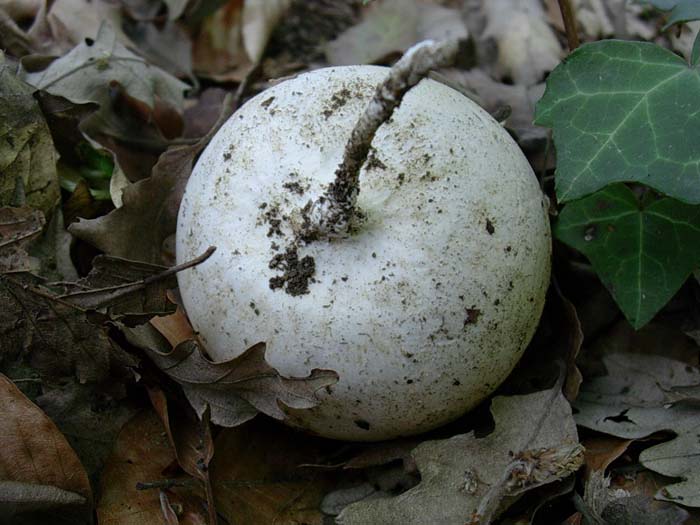 primordio di Phallus impudicus 14.05.06 Allumiere