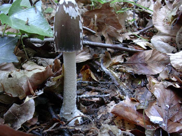 Allumiere 13.05.06 Coprinus picaceus sotto latifoglia