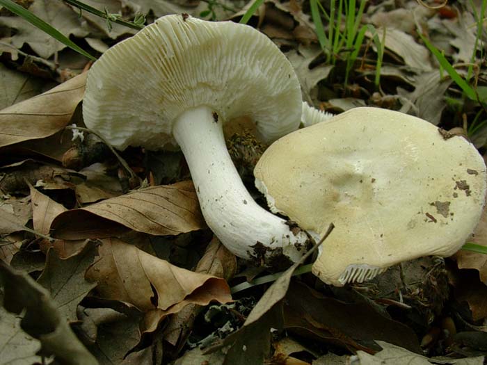 Allumiere (RM) 13.05.06 sotto latifoglia: Russula