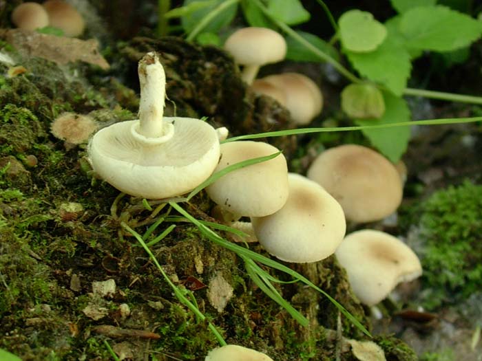 Trigoria (RM)  Agrocybe aegerita 16.05.06