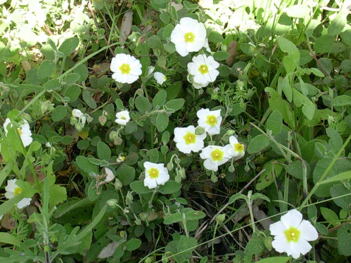 Cistus salvifolius / Cisto femmina