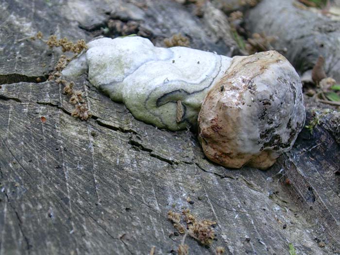 da determinare Allumiere (RM) 19.05.06 (Fomes fomentarius)