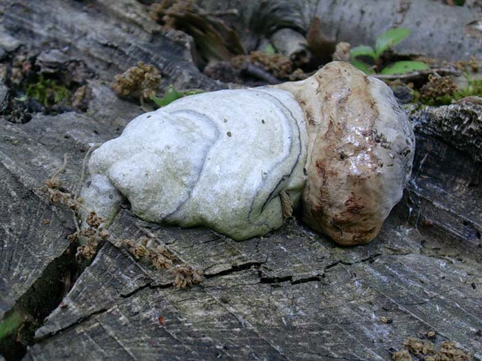 da determinare Allumiere (RM) 19.05.06 (Fomes fomentarius)