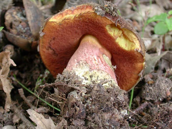 Boletus erythropus Allumiere 19.05.06