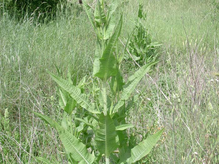 Dipsacus fullonum / Scardaccione selvatico