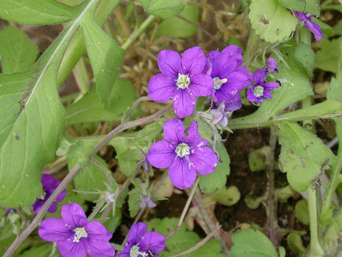 Legousia speculum-veneris / Specchio di Venere comune