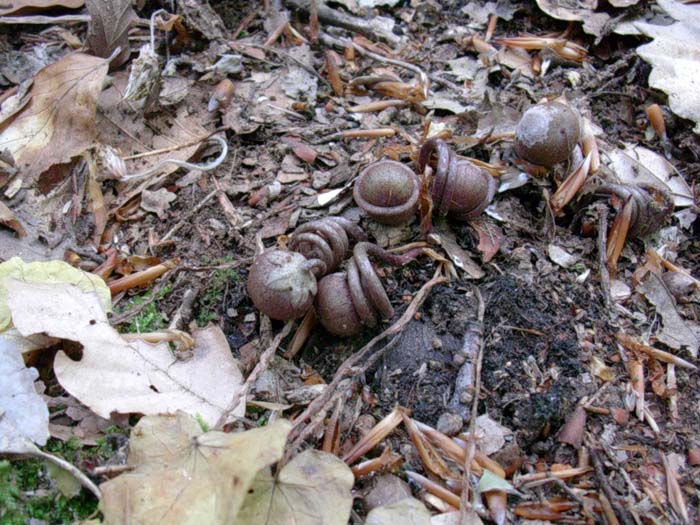 Cyclamen repandum / Ciclamino primaverile 