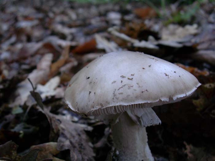 Amanita spissa?? 02.06.06  600 mt.slm sotto latifoglia