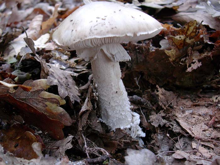 Amanita spissa?? 02.06.06  600 mt.slm sotto latifoglia