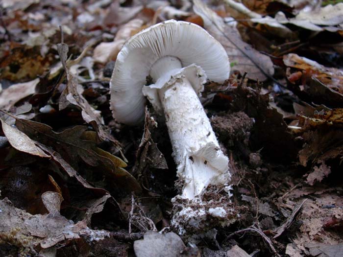 Amanita spissa?? 02.06.06  600 mt.slm sotto latifoglia