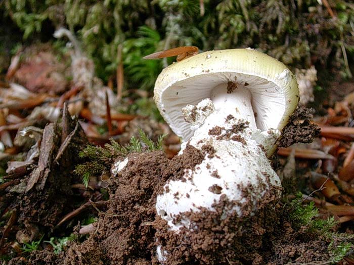 Amanita gemmata - sotto latifoglia 02.06.06  600.m slm.