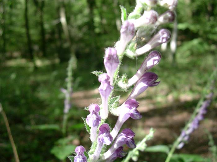 Scutellaria altissima / Scutellaria maggiore