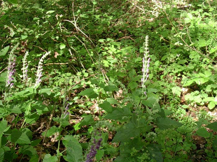 Scutellaria altissima / Scutellaria maggiore