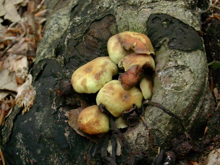 Hypholoma fasciculare  Tolfa 400 mt. s.l.m. sotto latifoglia