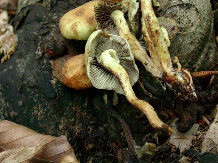 Hypholoma fasciculare  Tolfa 400 mt. s.l.m. sotto latifoglia