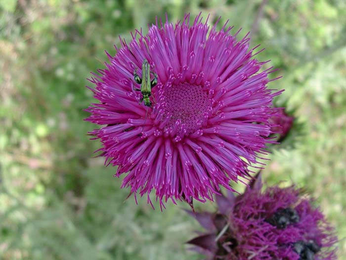 Tolfa (RM) giugno 2006