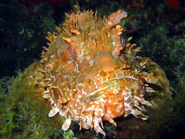 Scorpaena scrofa