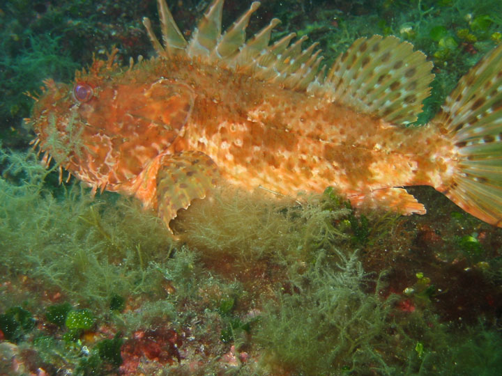 Scorpaena scrofa
