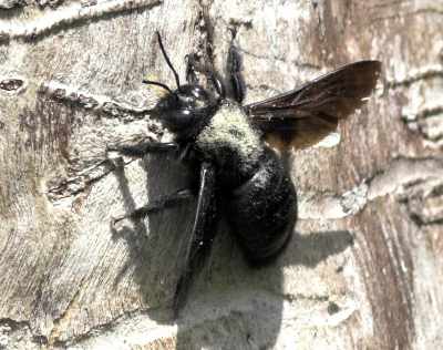 Questa cosa punge?! Xylocopa violacea