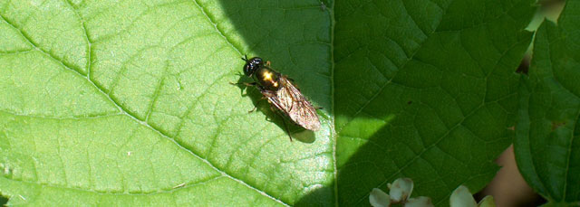 Insieme - Insect-watching in pausa studio (vari)