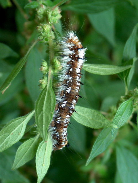 Dendrolimus pini, Oxythyrea funesta, Oedemera nobilis