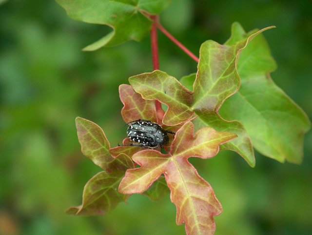 Dendrolimus pini, Oxythyrea funesta, Oedemera nobilis