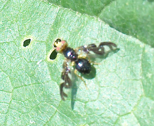 Euleia heraclei