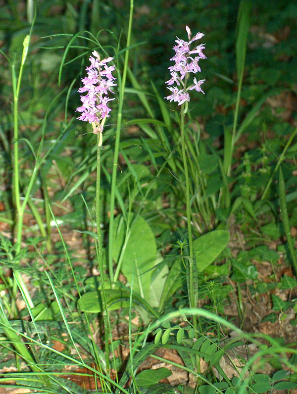 Orchis patens