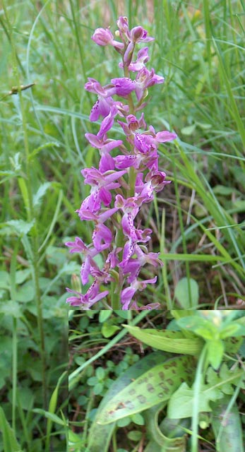 Orchis patens