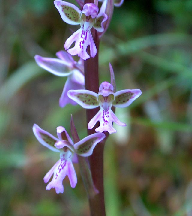 Orchis patens
