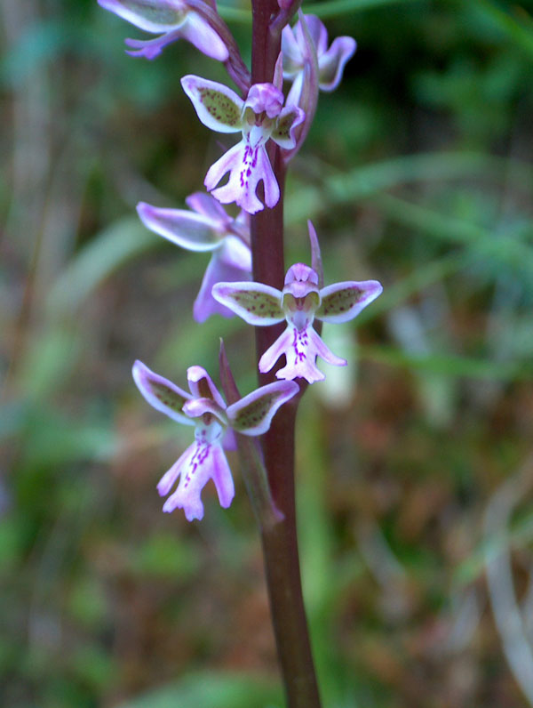 Orchis patens